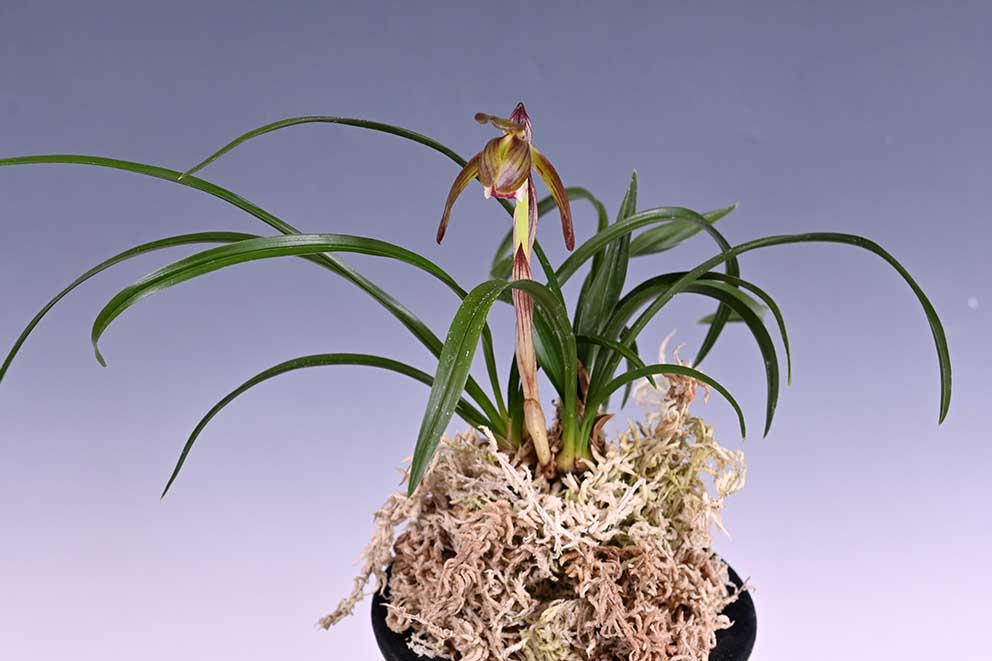 東洋蘭通販 相生園芸センター 春蘭 中国蘭 中国春蘭 寒蘭 [通信販売] 東洋蘭、中国春蘭の資材も販売。栽培方も質問下さい。