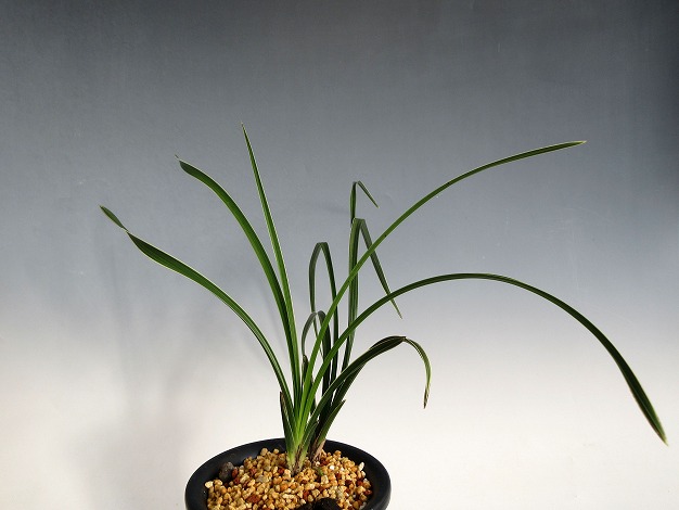 東洋蘭通販 相生園芸センター 春蘭 中国蘭 中国春蘭 寒蘭 [通信販売] 東洋蘭、中国春蘭の資材も販売。栽培方も質問下さい。