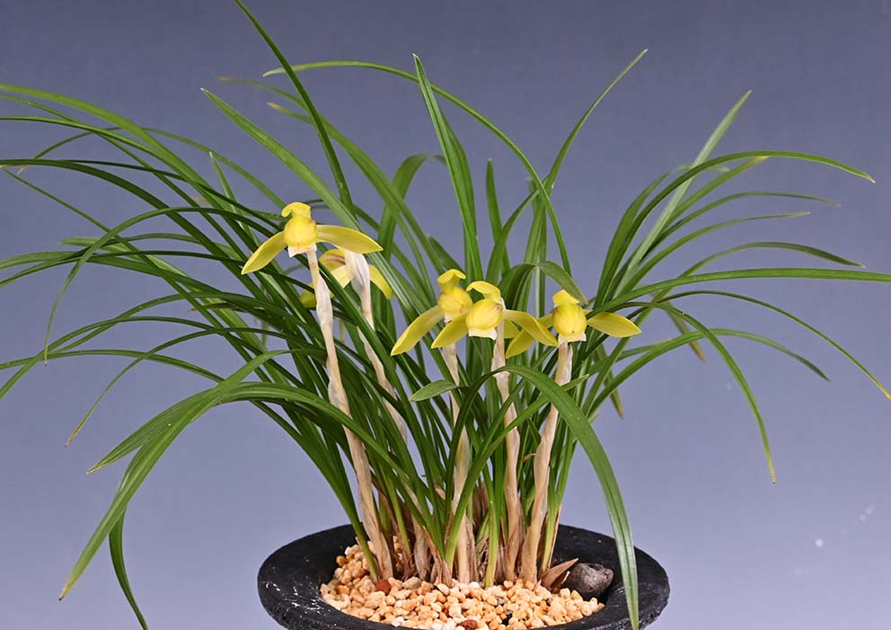 東洋蘭通販 相生園芸センター 春蘭 中国蘭 中国春蘭 寒蘭 [通信販売] 東洋蘭、中国春蘭の資材も販売。栽培方も質問下さい。