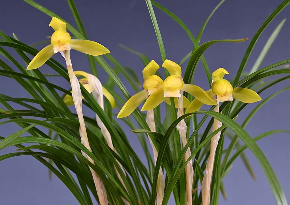 東洋蘭通販 相生園芸センター 春蘭 中国蘭 中国春蘭 寒蘭 [通信販売] 東洋蘭、中国春蘭の資材も販売。栽培方も質問下さい。