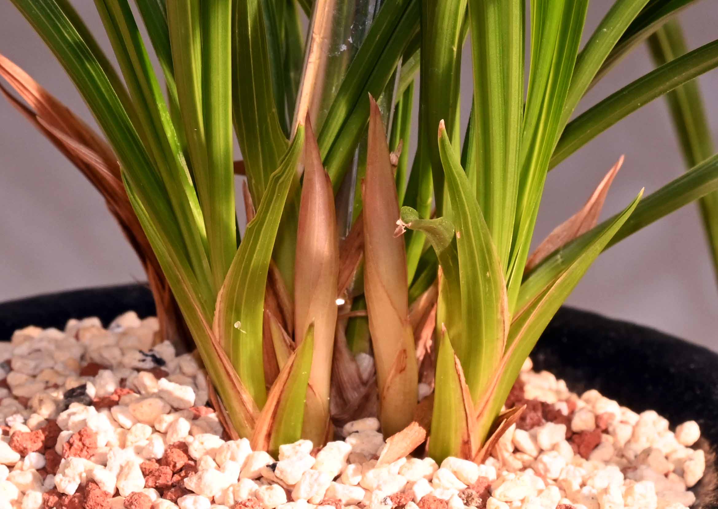 東洋蘭通販 相生園芸センター 春蘭 中国蘭 中国春蘭 寒蘭 [通信販売] 東洋蘭、中国春蘭の資材も販売。栽培方も質問下さい。