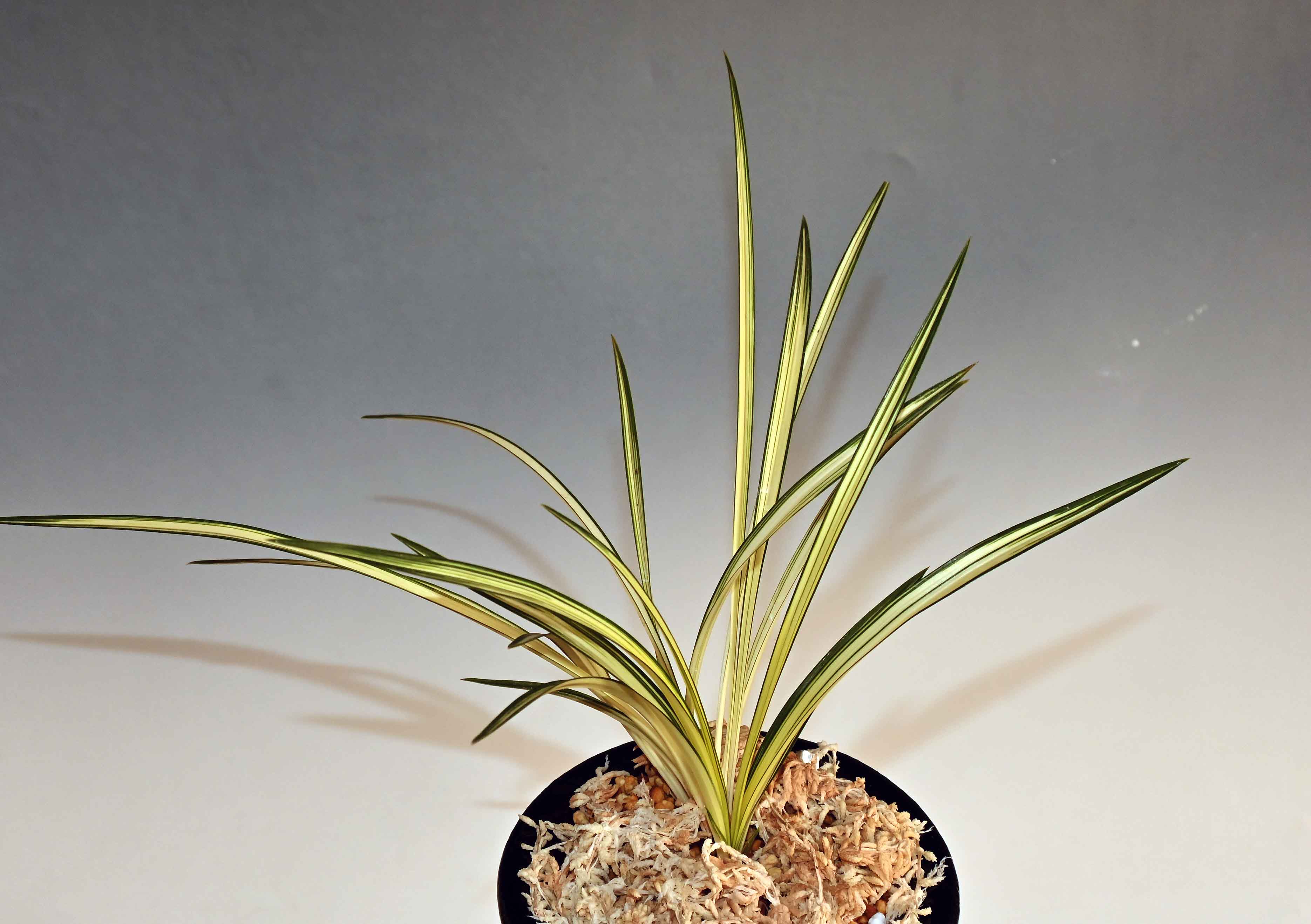 東洋蘭通販 相生園芸センター 春蘭 中国蘭 中国春蘭 寒蘭 [通信販売] 東洋蘭、中国春蘭の資材も販売。栽培方も質問下さい。